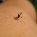 West Nile, Dengue e Chikungunya: nuovi casi e focolai in Italia